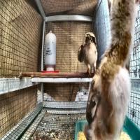 Ayam Broiler Detection project thumbnail