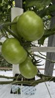 Tomato Detection project thumbnail