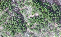 tree project thumbnail