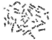 chromosome project thumbnail