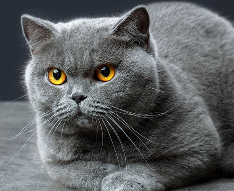 Grey kedi best sale