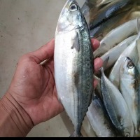 Fresh Fish Detection project thumbnail