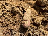 sweetpotato project thumbnail