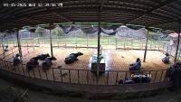Carabao ID 2 project thumbnail
