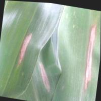 leaf detection project thumbnail