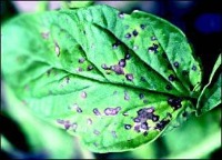plant disease detection project thumbnail