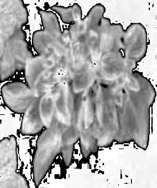 plant classification Classification Model by workspacek