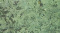 sea_cuc_model project thumbnail