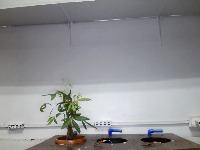 Money Tree Plant project thumbnail