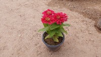 flower detection model project thumbnail