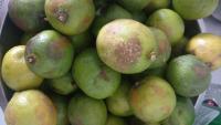 limones madarinas project thumbnail