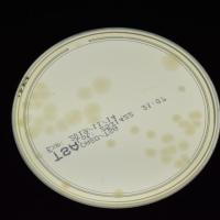 BACTERIA+CASERO project thumbnail