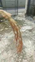 Padi Yolo project thumbnail