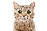 cat project thumbnail