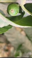 to check background in validation project thumbnail