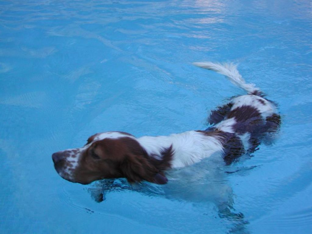 Dog Object Detection Dataset by Test