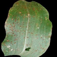 Corn-Disease project thumbnail