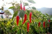 Chili Health 2 project thumbnail