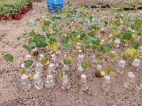 Verticillium wilt  object project thumbnail