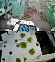 plantslettuce project thumbnail