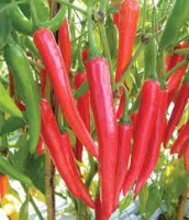 Chili Plant Disease project thumbnail