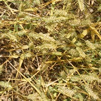 Wheat project thumbnail