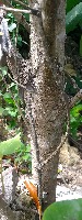 Classification_Mangrove_Trunks project thumbnail
