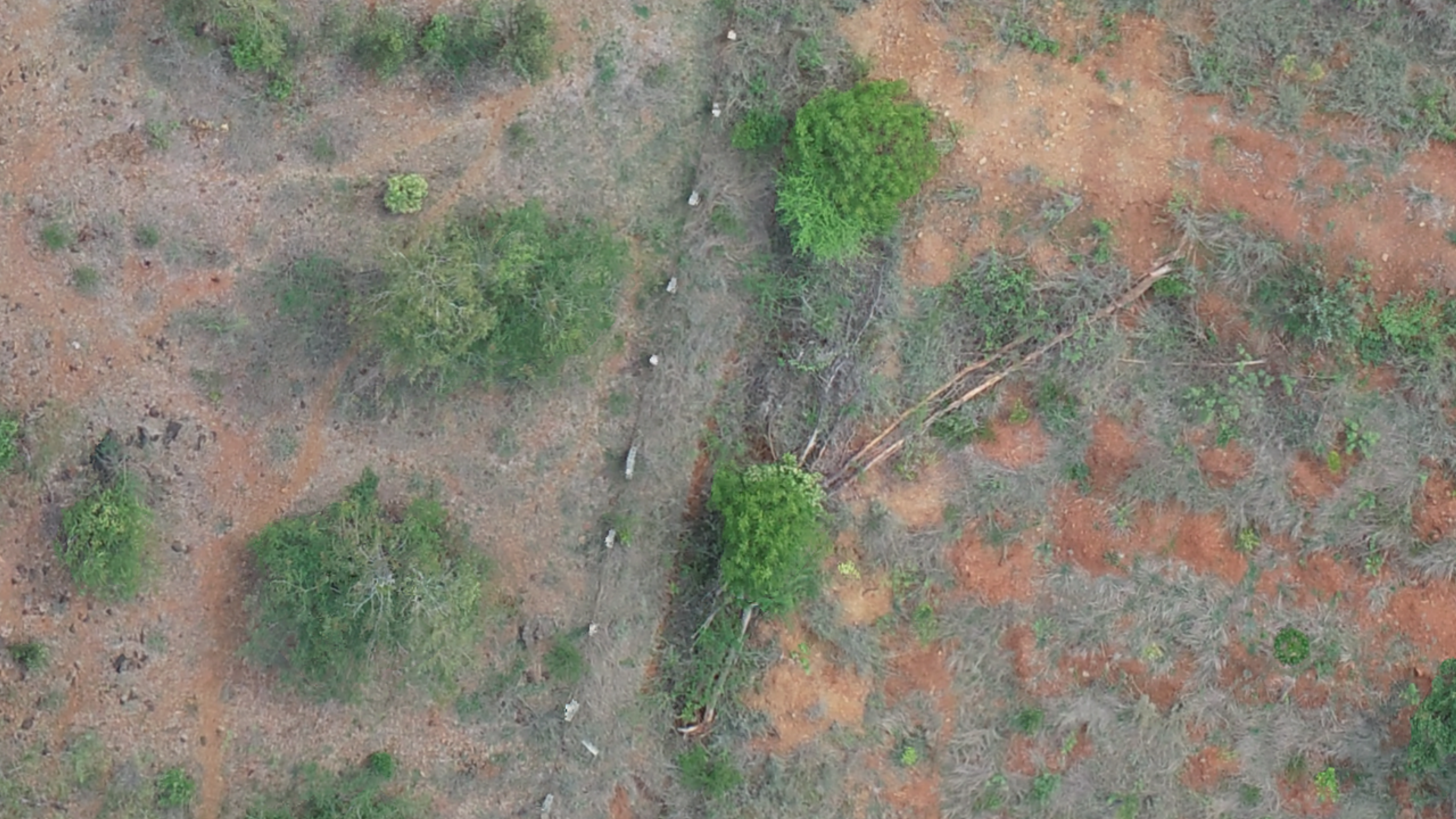 All Trees-Agastya Instance Segmentation Dataset by test
