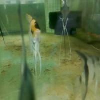 Manfish project thumbnail