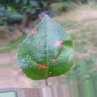 apple leaf project thumbnail