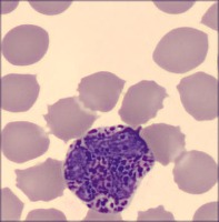 cell1225 project thumbnail