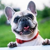 Pet Ear Detection project thumbnail