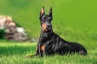 Pet Ear Detection project thumbnail