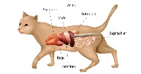 cat dog project thumbnail