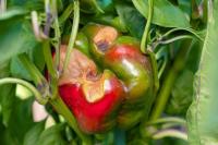bell_pepper project thumbnail