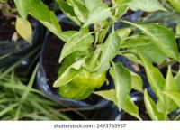 Bell Pepper Leaf Detection project thumbnail