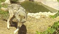 JER_wolf_pool_use project thumbnail
