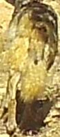 JER_wolf_head_detection project thumbnail