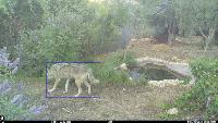 JER_wolf_posture_general project thumbnail