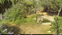 JER_wolf_microhabitat project thumbnail