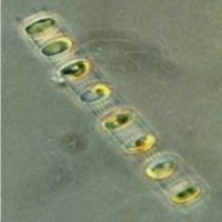 Detection of cyanobacteria project thumbnail