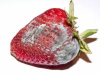Strawberry_Condition_Detection project thumbnail