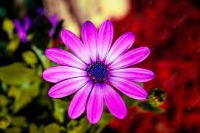 flores project thumbnail