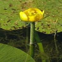 water_plants project thumbnail
