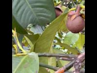 mangosteen-for-techkud project thumbnail