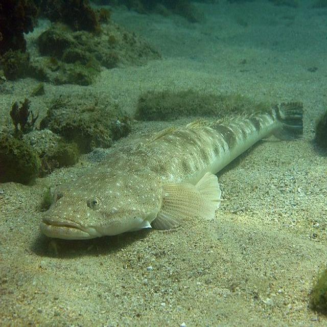 Merged TF Bin Object Detection Dataset by Fish Analytics
