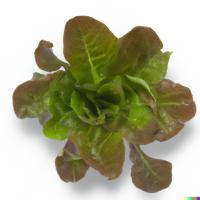 lettuce segmentation project thumbnail