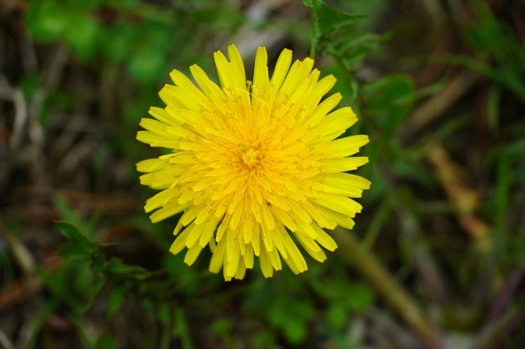 dandelion Object Detection Dataset by zafu