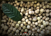 longan project thumbnail