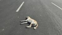 ANIMAL DETECTION project thumbnail